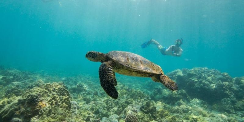 Private Snorkel through Hawaii Luxe Travel