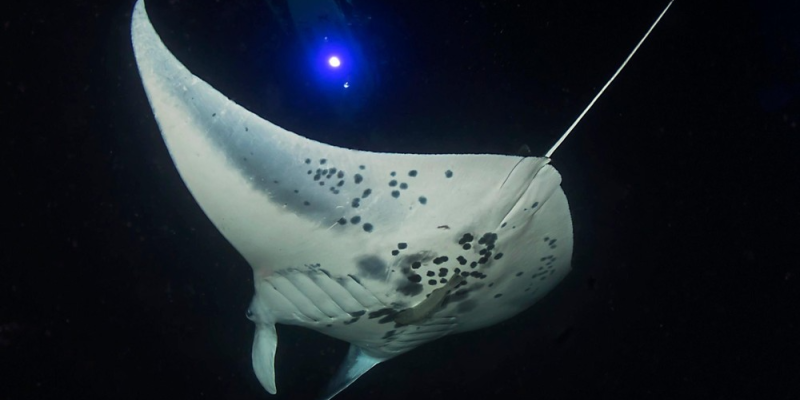 manta ray 3 db76da70